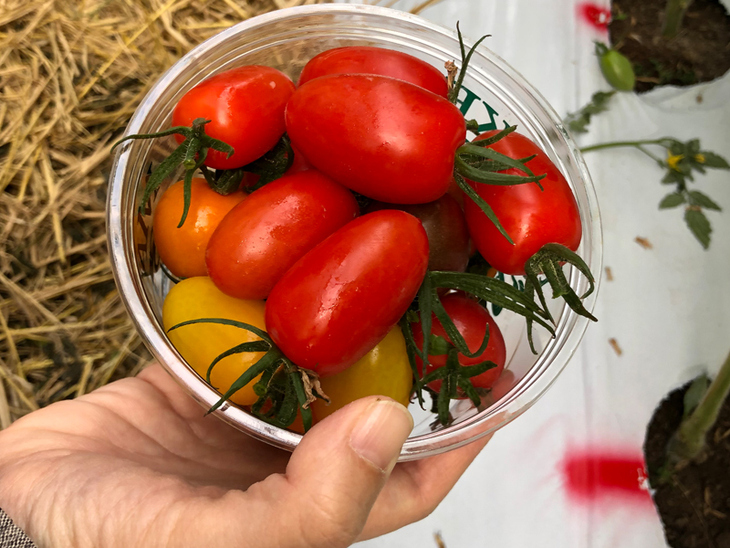 ミニトマト収穫と絶品トマトソース作り体験 たまララ