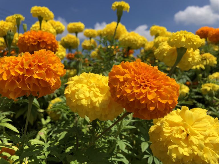 マリーゴールドの花がお出迎え たまララ