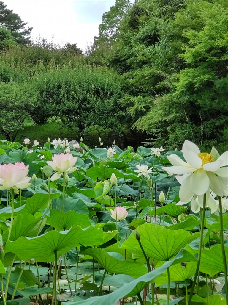 蓮華院誕生寺奥之院に幻想的な蓮の花咲く たまララ